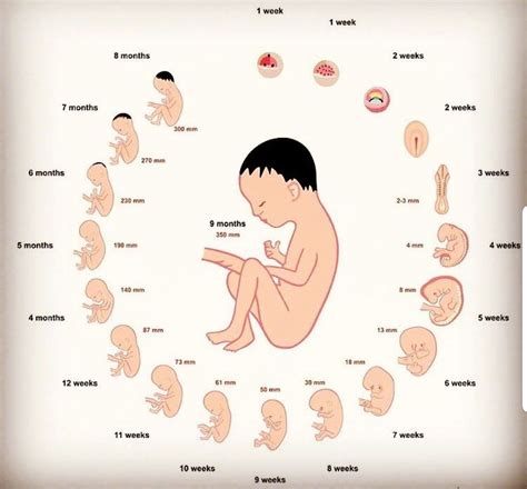 Fetal development in womb - MEDizzy