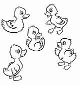 Duckling coloring page sketch template