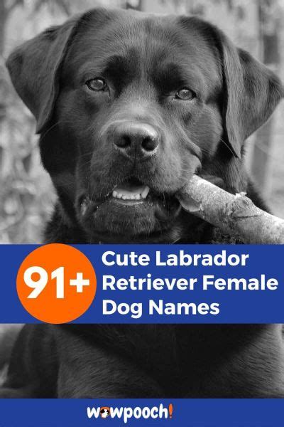 91+ Cute Labrador Retriever Female Dog Names - WowPooch