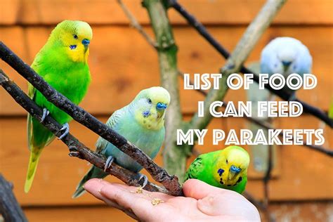 Tasty treats for your parakeet to eat! #parakeets | Pet birds, Parakeet, Parakeet food