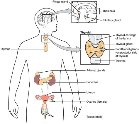 Basic Anatomy & Physiology of the Endocrine System – Medical Terminology: An Interactive Approach