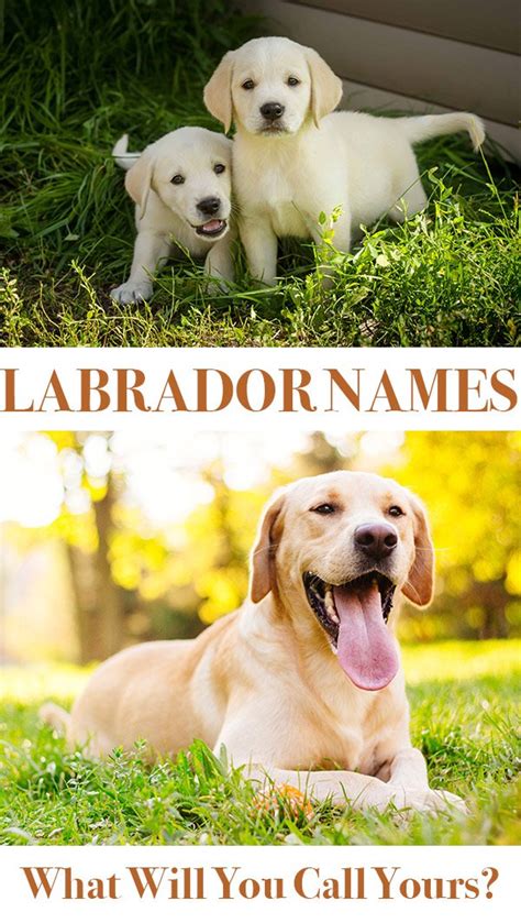 Labrador Names: Hundreds of Great Ideas to Help You Name Your Dog - The ...