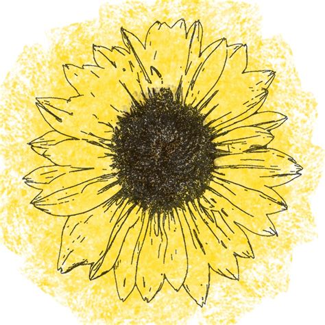 Sunflower Drawing Wallpapers - Top Free Sunflower Drawing Backgrounds - WallpaperAccess