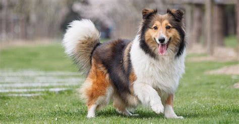 Shetland Sheepdog Lifespan: How Long Do Shelties Live? - A-Z Animals