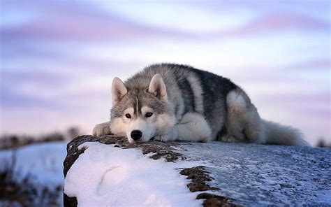 Siberian Husky Snow Wallpaper