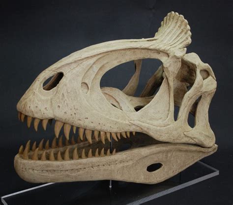 Cryolophosaurus ellioti | Animal skeletons, Prehistoric animals, Fossil bones