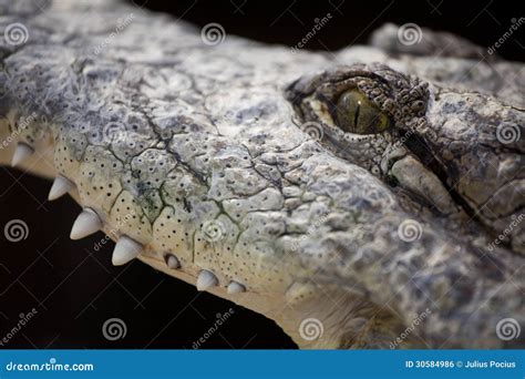 Crocodile teeth stock photo. Image of angry, look, skin - 30584986