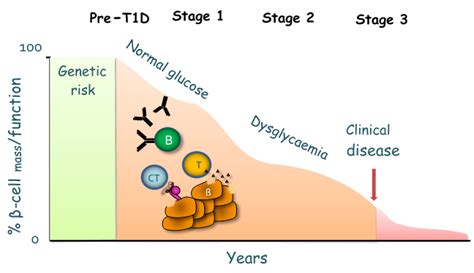 Type 1 Diabetes | British Society for Immunology