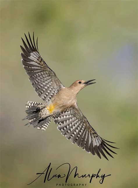 Gila Woodpecker | Focusing on Wildlife