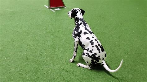 Dalmatian dog Kerttu - Obedience and agility training September 2019 - YouTube