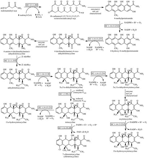 tetracycline biosynthesis