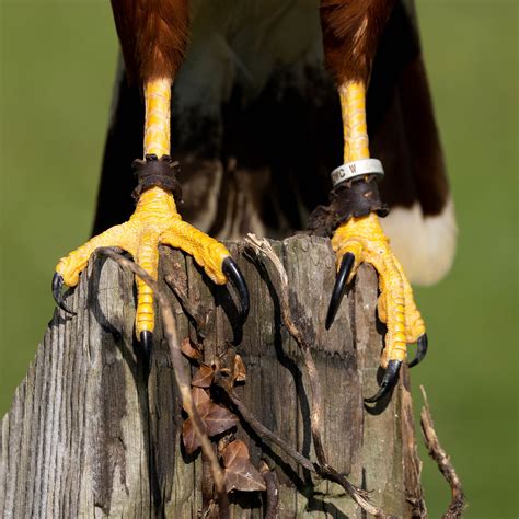 Harris Hawk close up of talons | Helen | Flickr