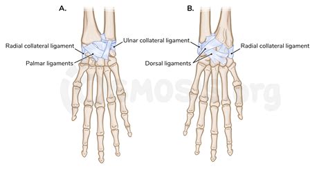 Wrist Anatomy OrthoFixar 2023, 56% OFF | www.elevate.in