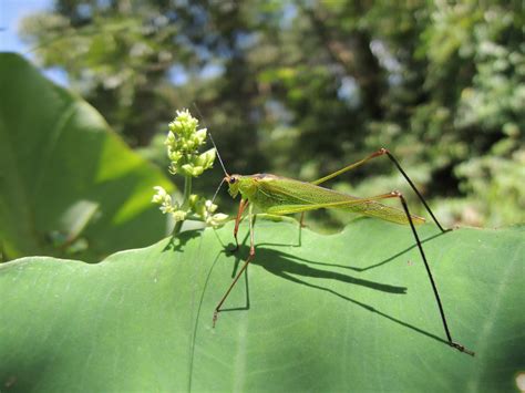 Gambar : alam, sayap, daun, hijau, fauna, invertebrata, merapatkan, mantis, damselfly, belalang ...