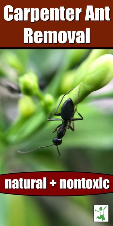 Safely Get Rid of Carpenter Ants in a Snap | Healthy Home Economist