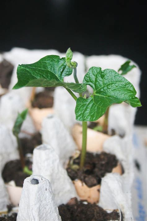 Grow seeds in eggshells for earth day. Great way to teach kids about recycling and gardening ...