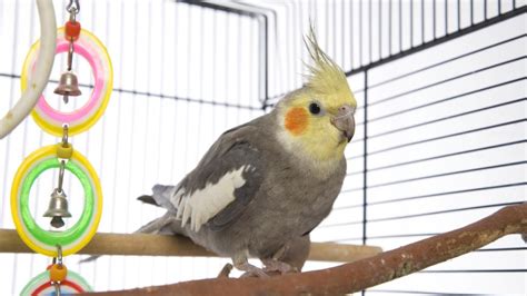 Cockatiel Care Sheet | PetMD