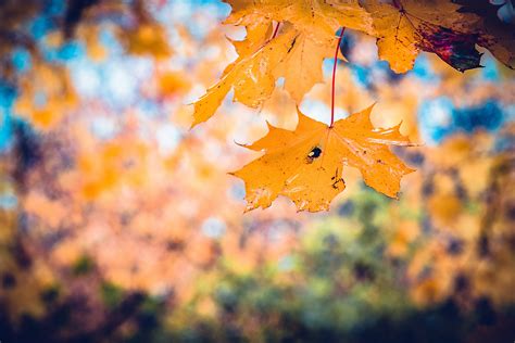 Free Images : nature, branch, sunlight, flower, environment, foliage, orange, golden, reflection ...