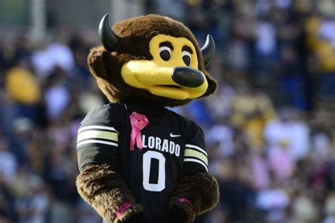 University of Colorado at Boulder mascot Ralphie the Buffalo. Colorado ...