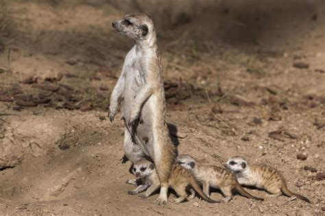 Where do meerkats live