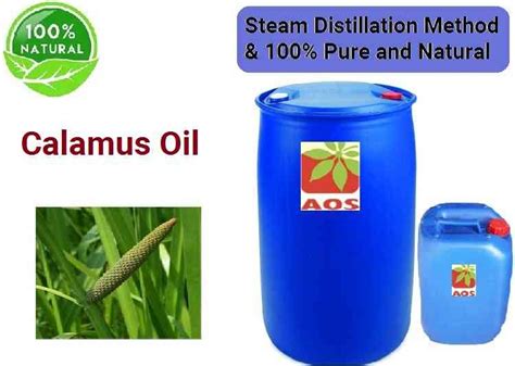 Calamus Oil - 17 Uses and Benefits | Manufacturer and Exporter