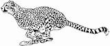 20  Cheetah Coloring Pages To Print PNG Color Collection sketch template