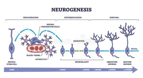 Neurogenesis As Detailed Neuron Development Process Stages Outline Diagram Stock Vector ...