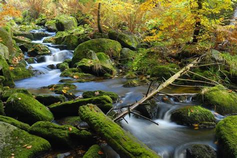 Le Parc national de la Forêt bavaroise - Allemagne