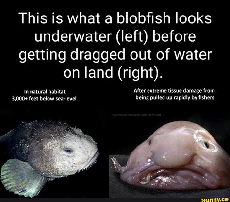 This is what a blobfish looks underwater (left) before getting dragged ...