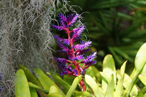 How to Grow and Care for Bromeliads Indoors | Gardener’s Path