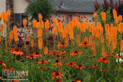 Kniphofia 'Mango Popsicle' - Delicious spikes of sweet, mango orange bloom continuously summer ...