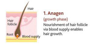 The life cycle of your hair-Hair changes at different stages