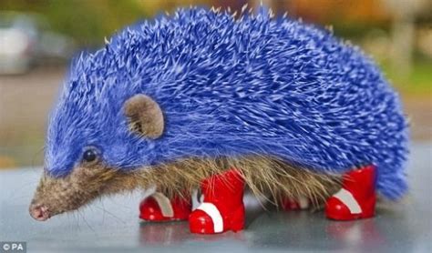 Gallery For > Blue Hedgehog | Hedgehog, Animals, Cute animals