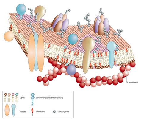 The fluid-mosaic-model of the cell membrane | Learn Science at Scitable