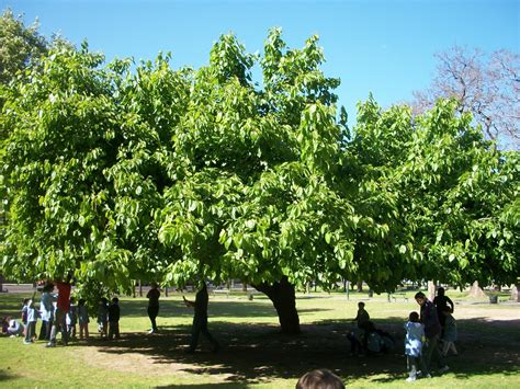 .: Este es el arbol de morera...de la plaza España...