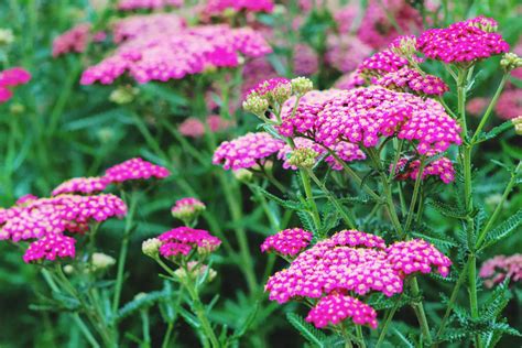 The Healing Powers and Symbolism of Yarrow – A to Z Flowers