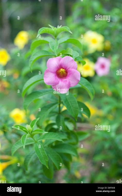 Allamanda flower hi-res stock photography and images - Alamy