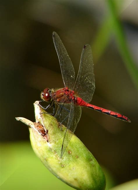 Red dragonfly