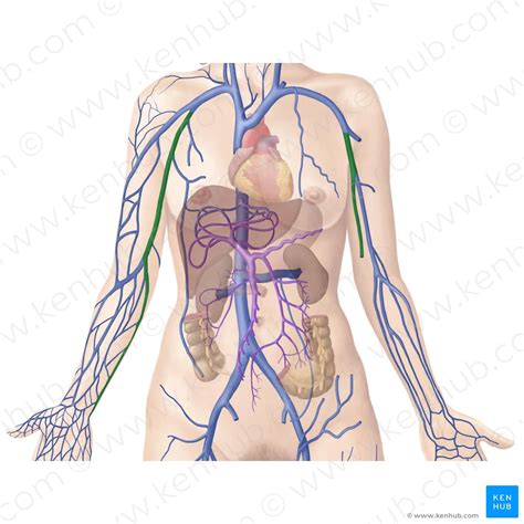 Basilic vein: Anatomy and tributaries | Kenhub