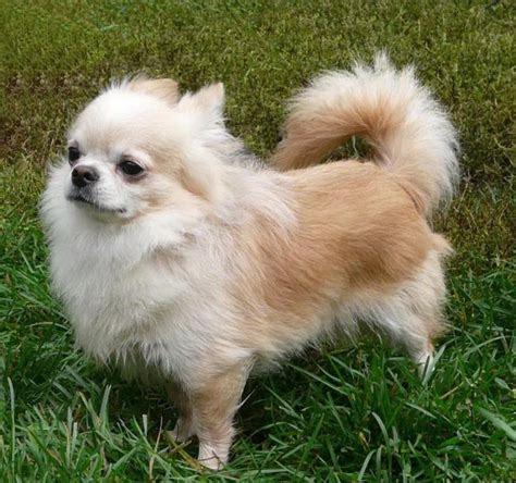 Sable Deer Head Long Haired Chihuahua - Pets Lovers