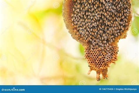 Swarm Of Honey Bees In Tree Stock Photo | CartoonDealer.com #210215148