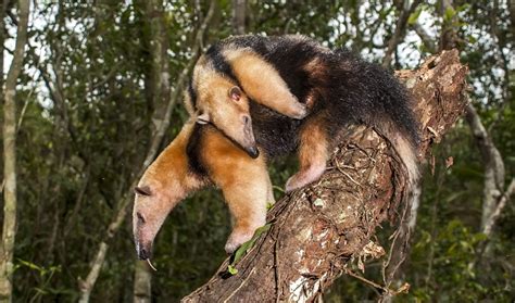 Southern Tamandua (Tamandua tetradactyla) | about animals