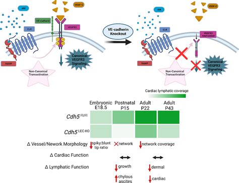 VE-Cadherin: A Critical Sticking Point for Lymphatic System Maintenance: Role of VE-Cadherin in ...