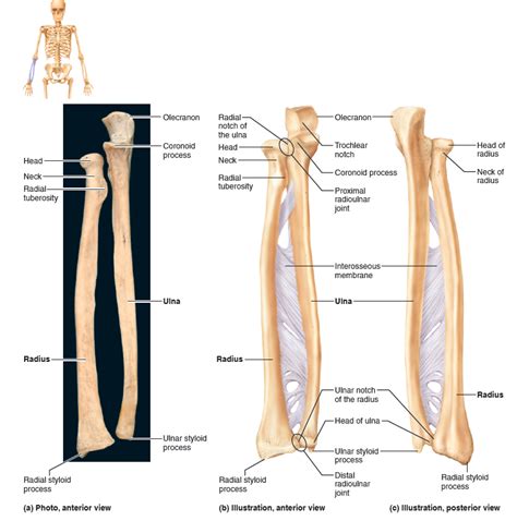 Ulna And Radius Diagram