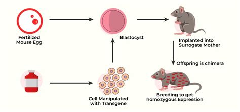 Transgenic Animals - Biotechnology And Its Application