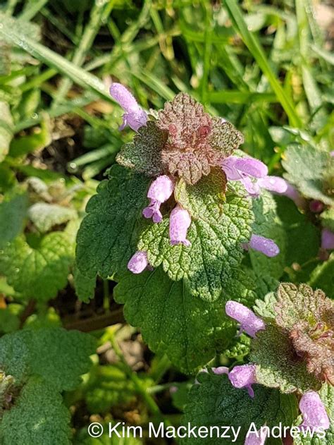 Red dead nettle | Wild flowers, Get outside, Nature