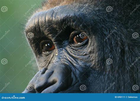 Gorilla eyes (captive) stock image. Image of animals, africa - 690111