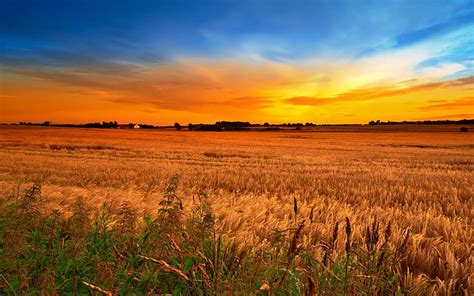 HD wallpaper: Sunset Wheat Field Sky Nature Blue Plants Hd Wallpaper 1577792 | Wallpaper Flare