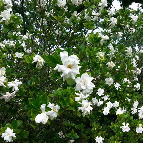 August Beauty Gardenia | PlantAddicts.com