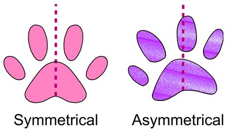 Asymmetrical is a shape that is not identical